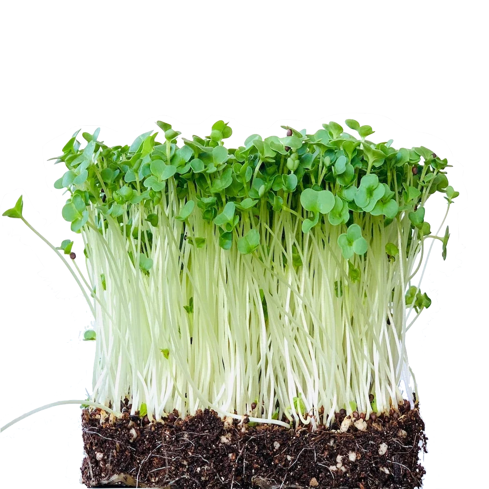 Microgreens de brócoli
