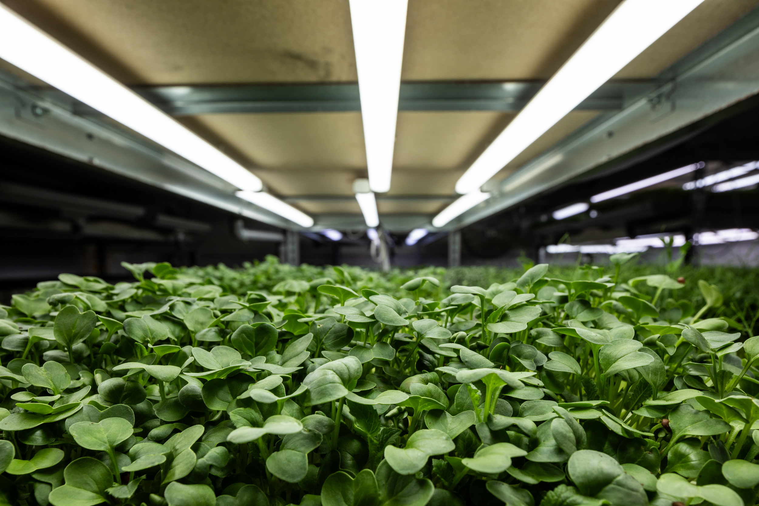 Nuestra granja de microgreens en San Miguel de Balansat, Ibiza