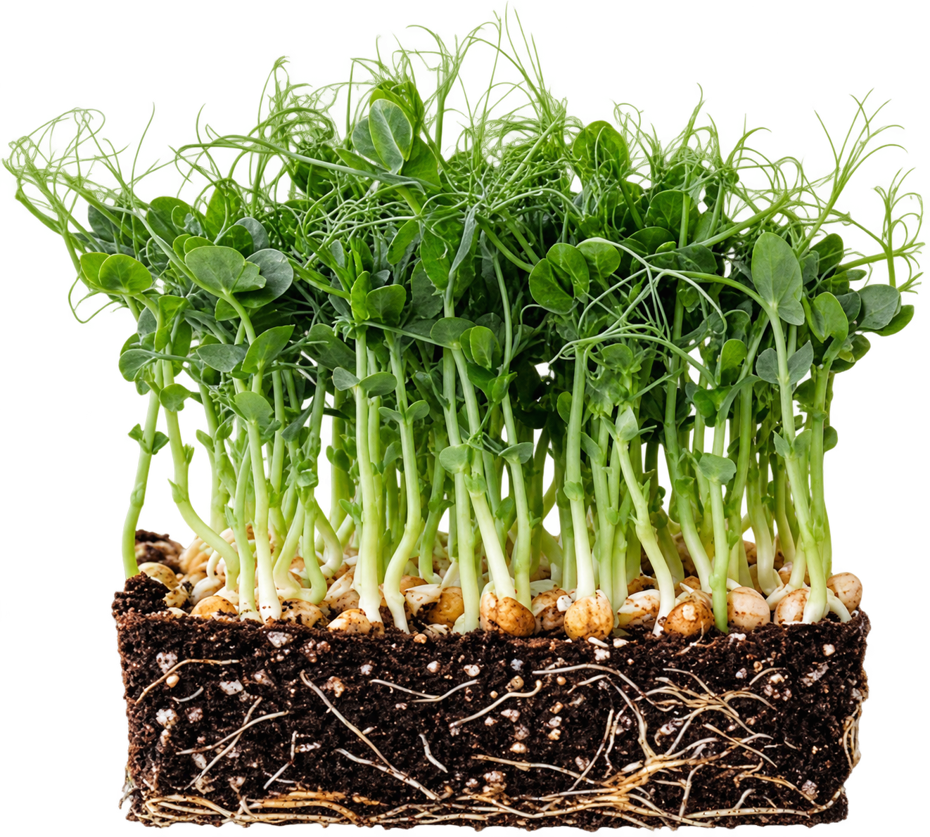 Microgreens de guisante