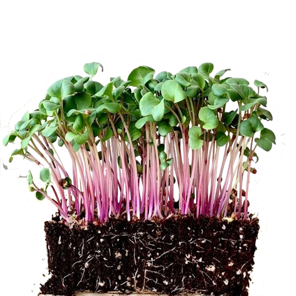Microgreens de rábano