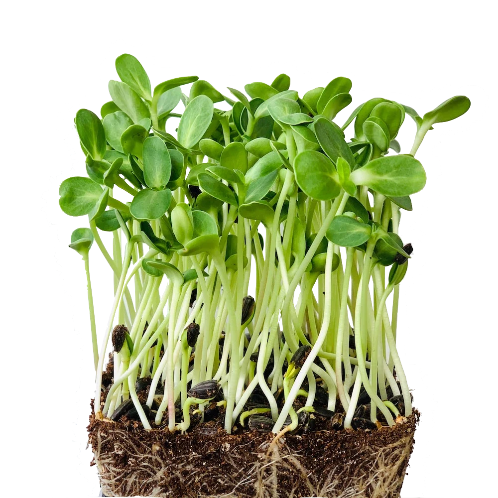 Microgreens de girasol